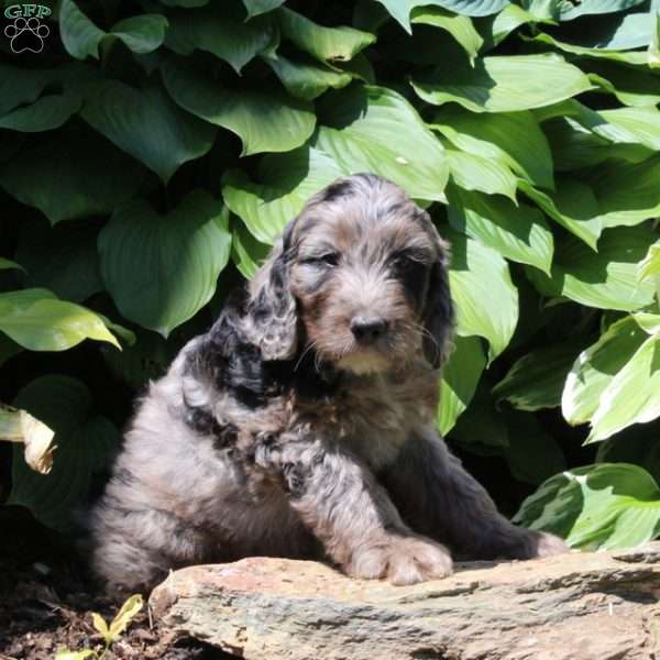 Marshal, Irish Doodle Puppy